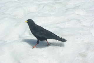 スイス